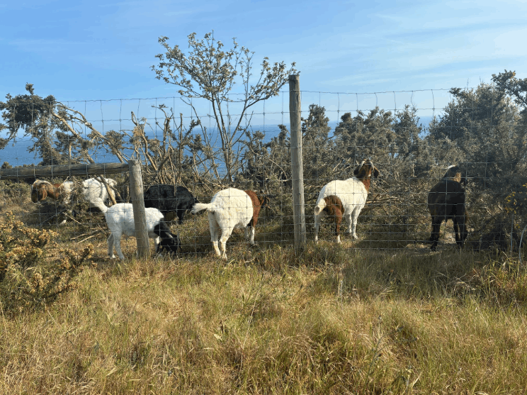 A field with a few Bournemouth goats in them